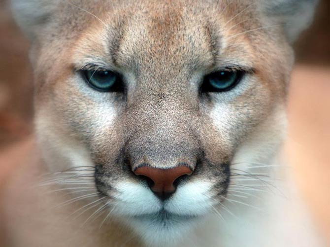 Cougar (Puma) – the largest meowing cat | DinoAnimals.com