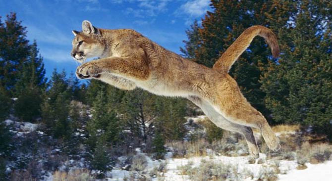 how far can a puma jump