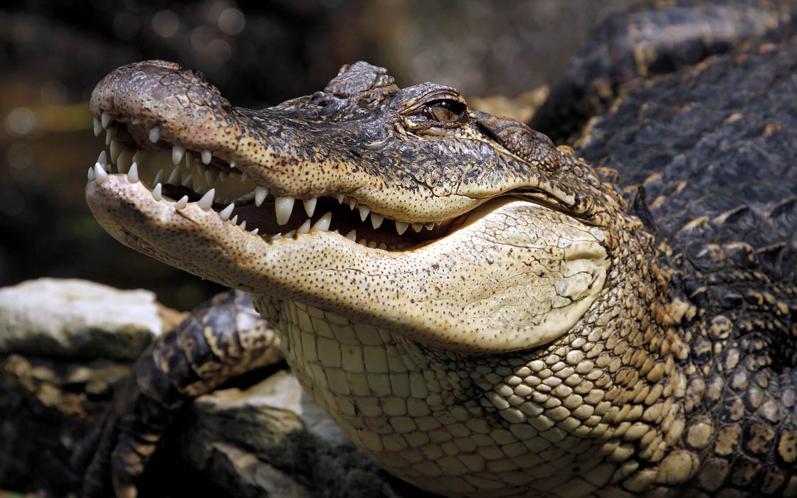 Why are these African crocodiles turning orange?