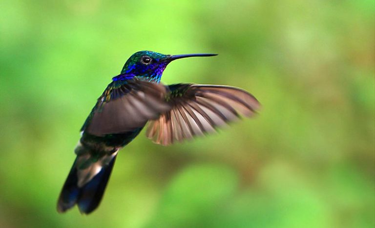 Hummingbird – the smallest bird in the world | DinoAnimals.com