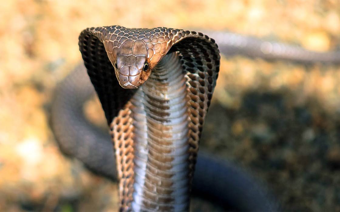 Venomous Rinkhals or Ring-necked spitting cobra, not a true cobra