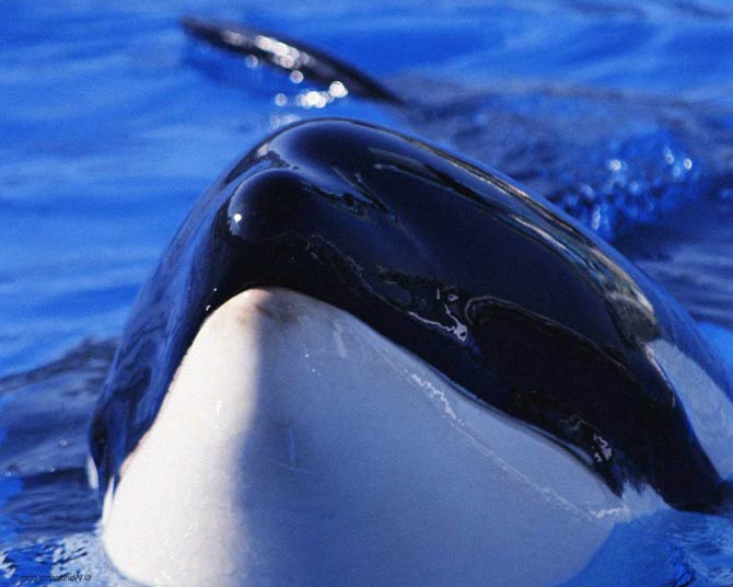 Orca, killer whale – the terror of the oceans | DinoAnimals.com