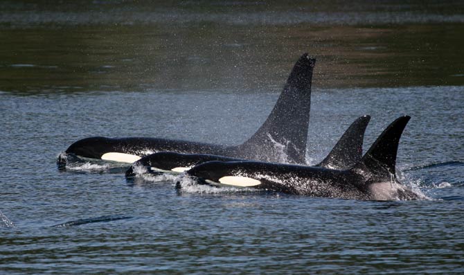 Orca, killer whale – the terror of the oceans | DinoAnimals.com