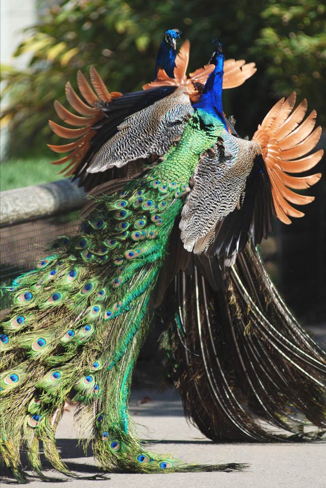 Peacock (peafowl) – the most beautiful bird | DinoAnimals.com