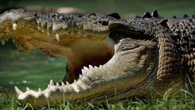 Saltwater crocodile (Crocodylus porosus) | DinoAnimals.com