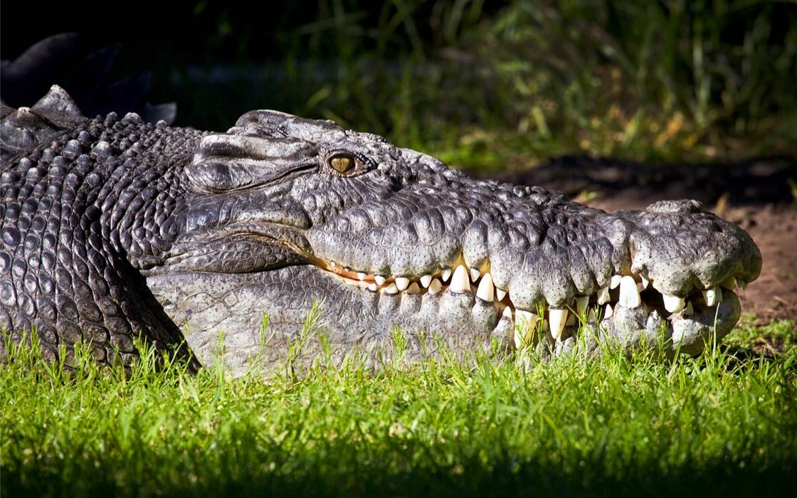 Saltwater Crocodile Crocodylus Porosus DinoAnimals