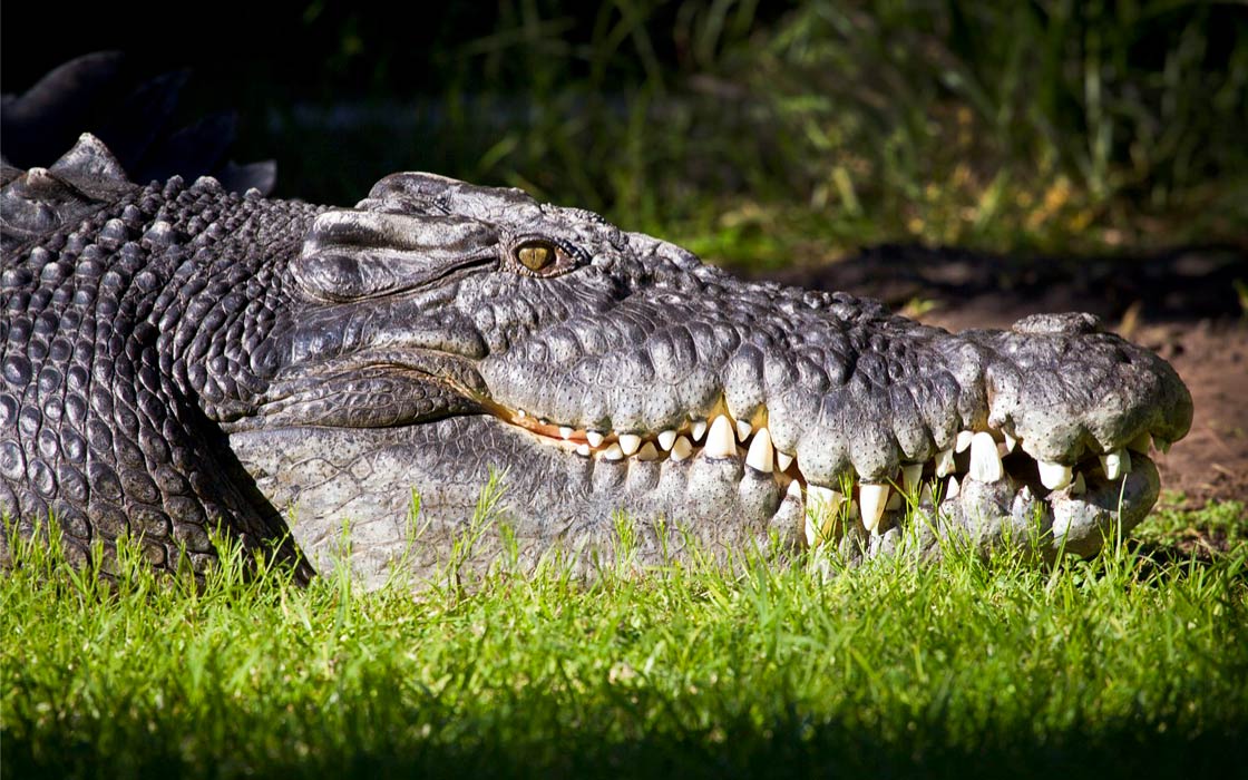 Saltwater crocodile (Crocodylus porosus) DinoAnimals.com