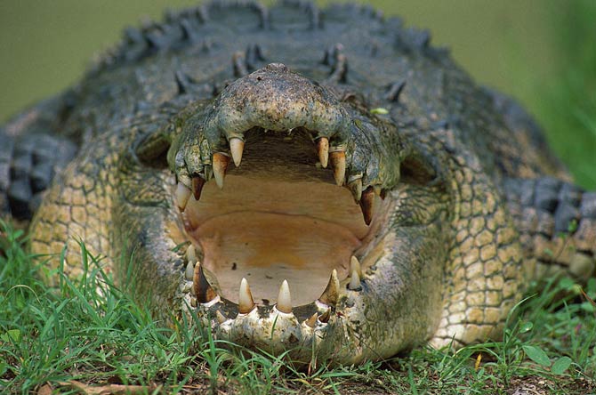 saltwater crocodile size