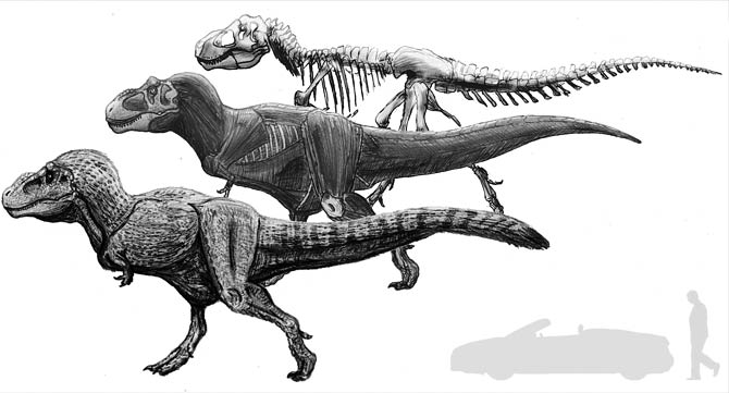 Tyrannosaurus rex (T. rex) .