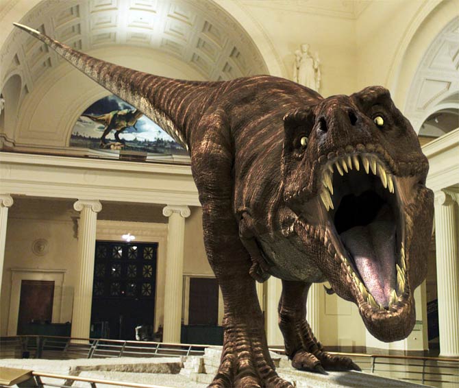 T. rex couldn't run, research on Tyrannosaurus rex at University of  Manchester shows - CBS News