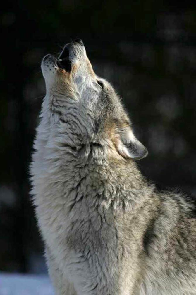 Wolf, gray wolf, grey wolf (Canis lupus) | DinoAnimals.com