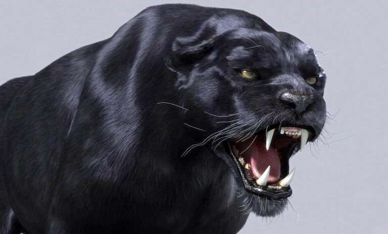 British Alien Big Cats – ABCs | DinoAnimals.com