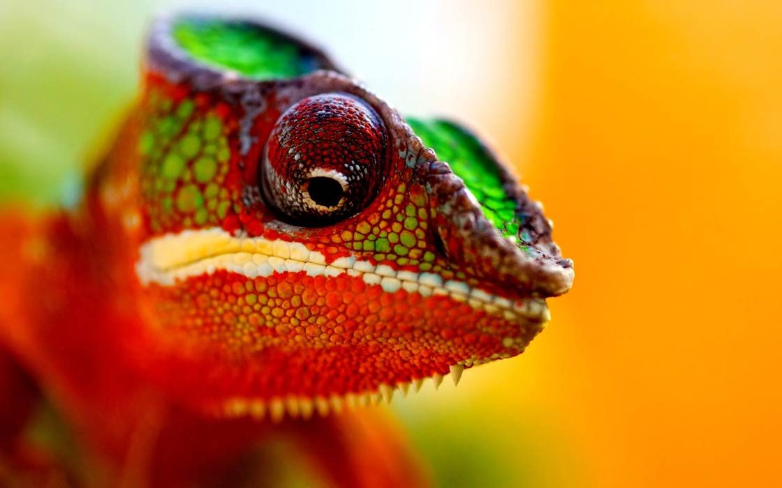 Chameleon (chamaeleon) | DinoAnimals.com
