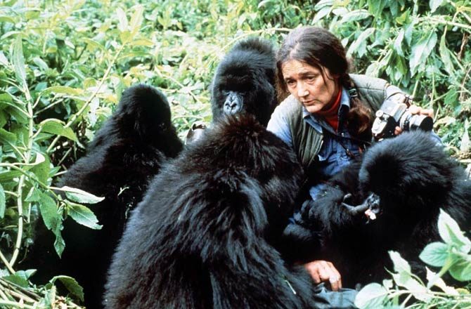 dian fossey