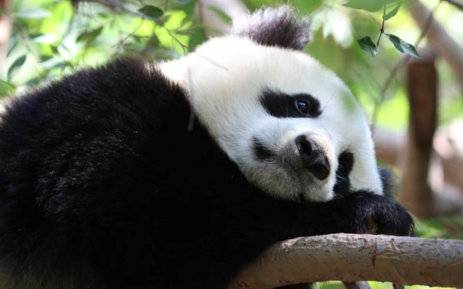 Answer Man: Did panda bears live WNC? Is bamboo native to the area?