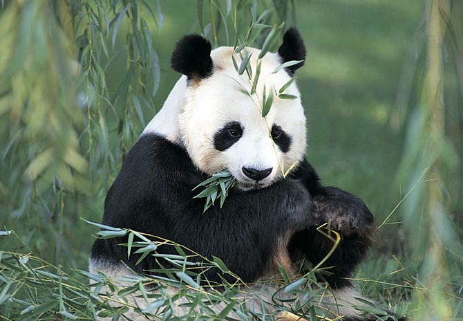 Answer Man: Did panda bears live WNC? Is bamboo native to the area?