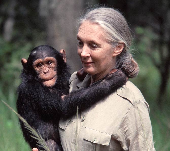 jane goodall stuffed animals