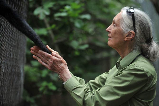 jane goodall chimpanzee research