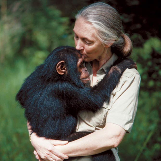 Jane Goodall And Her Story 