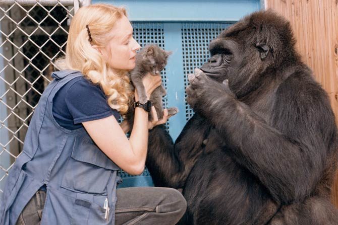 Koko – the smartest gorilla in the world | DinoAnimals.com