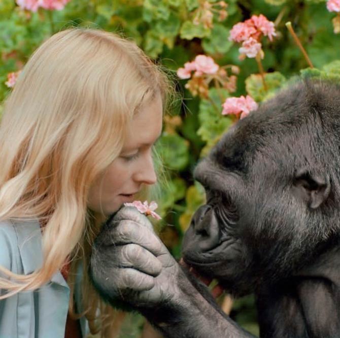 Koko – the smartest gorilla in the world | DinoAnimals.com