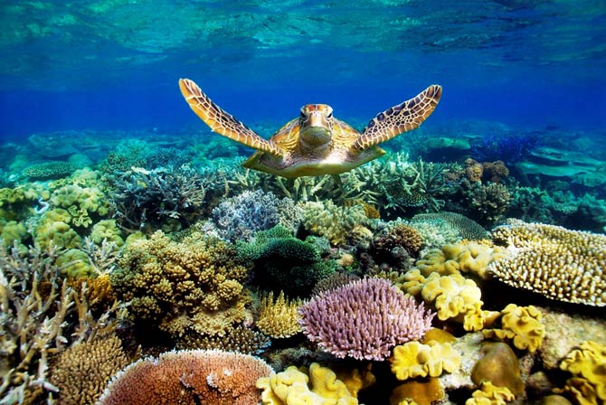 Great Barrier Reef | DinoAnimals.com
