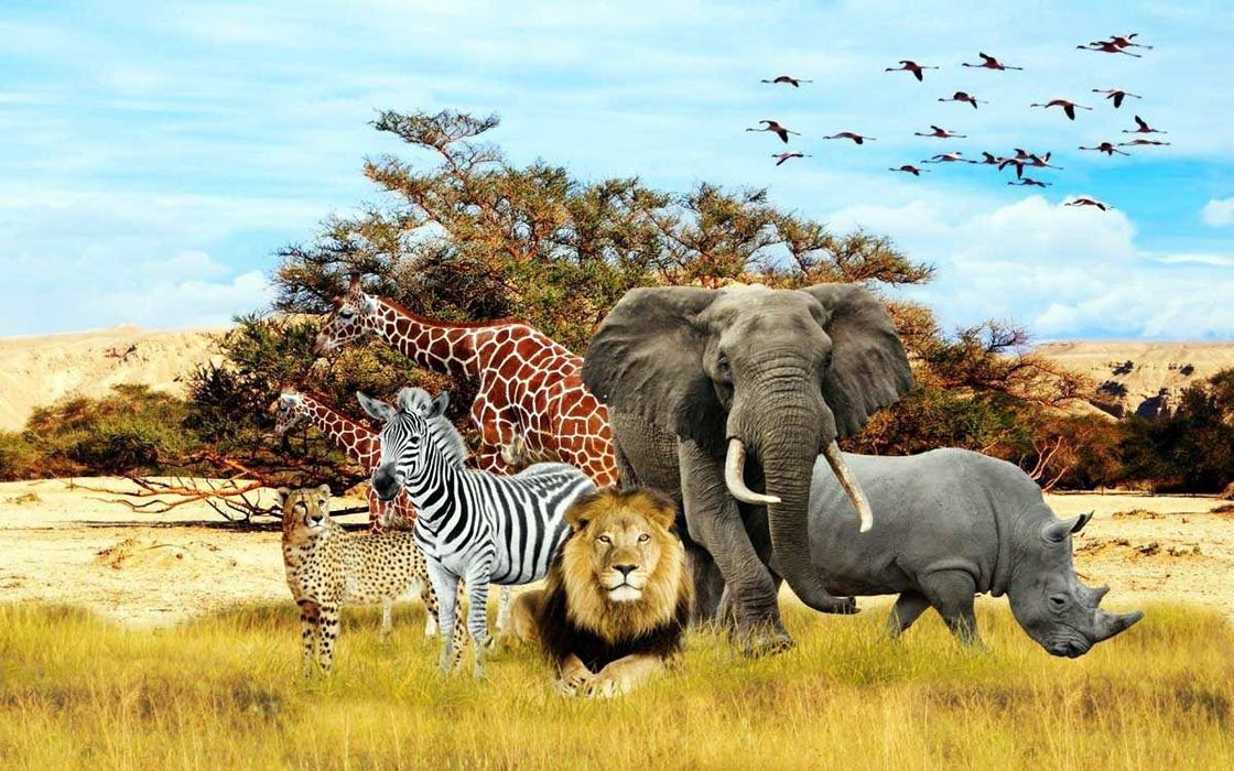 Different Wild Animals Images