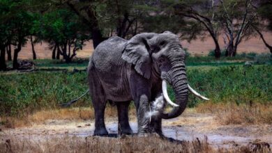 Serengeti National Park | DinoAnimals.com