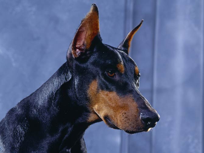 are doberman dogs dangerous