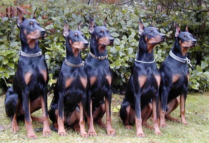 Tallest doberman store