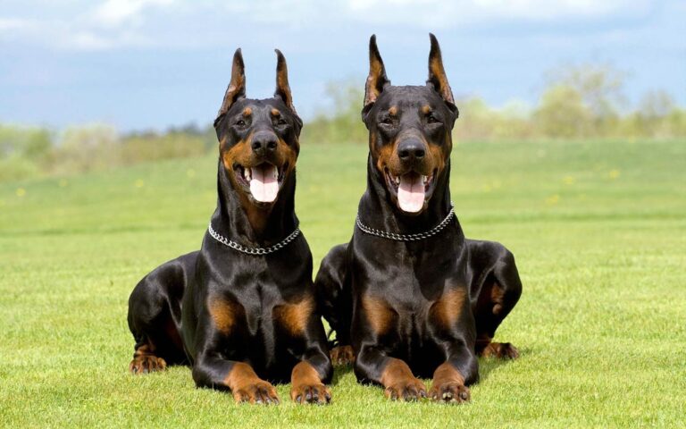 Doberman Pinscher – an elegant dog | DinoAnimals.com