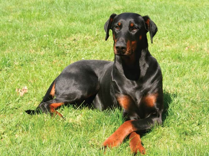 Doberman Pinscher – an elegant dog | DinoAnimals.com