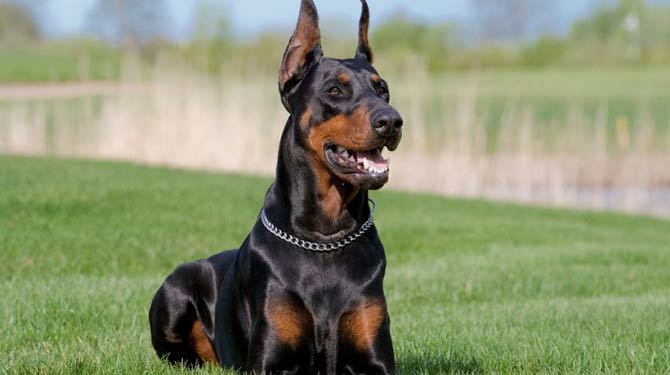 Doberman Pinscher – an elegant dog | DinoAnimals.com