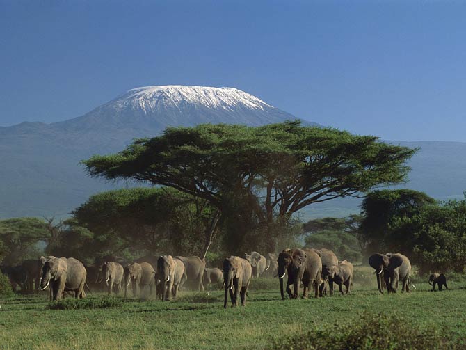 Kilimanjaro National Park | DinoAnimals.com