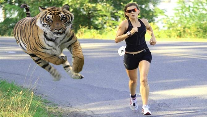 tiger attack human