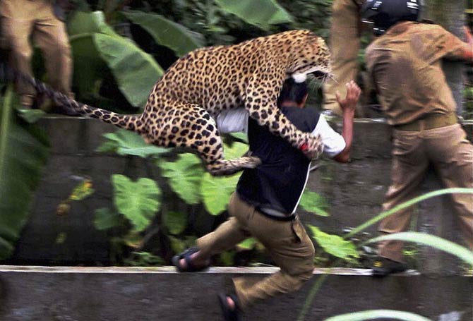 leopards eating humans