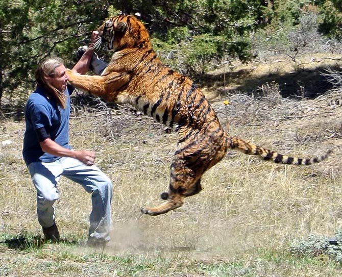 tiger eating man alive