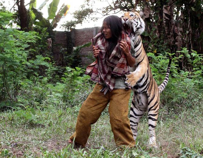 tiger eating human hand