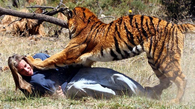 The Last of the Wild and Man-Eating Tigers