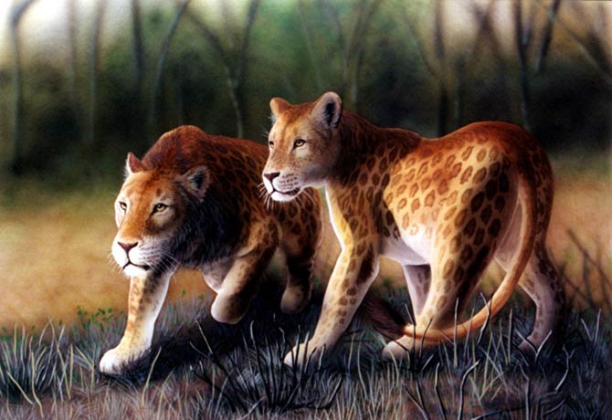 Marozi – mysterious spotted mountain lion | DinoAnimals.com