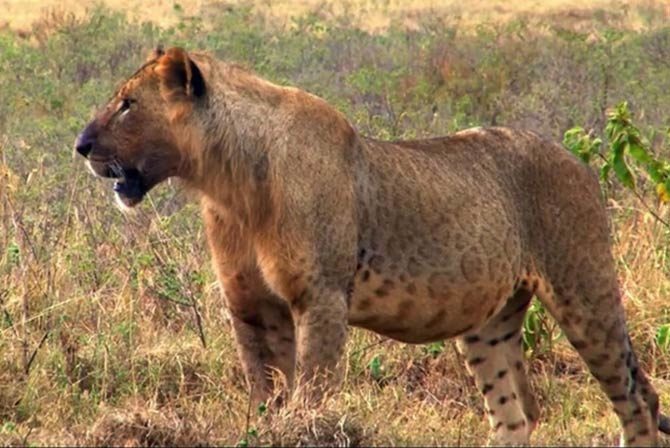 hybrid lion leopard