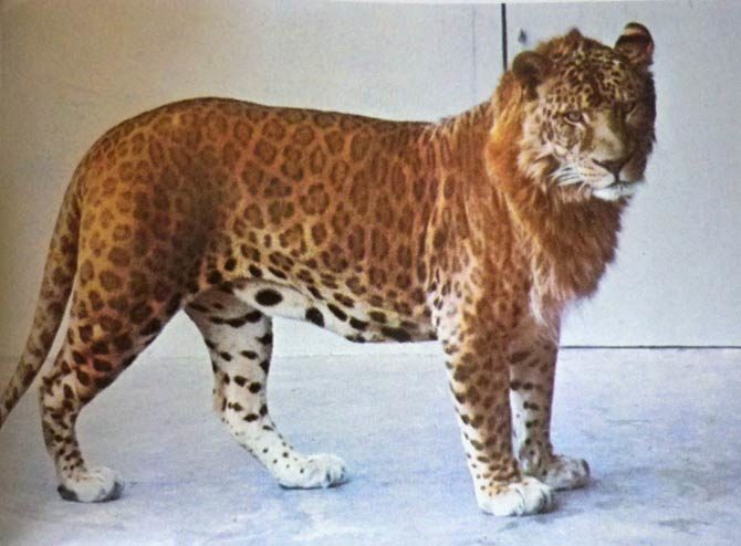 cheetah lion mix