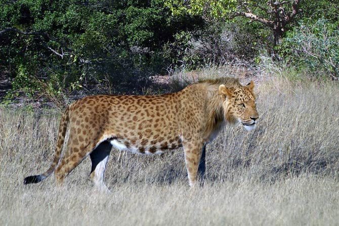 Marozi – mysterious spotted mountain lion | DinoAnimals.com