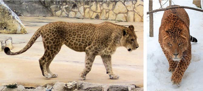 Marozi – mysterious spotted mountain lion | DinoAnimals.com