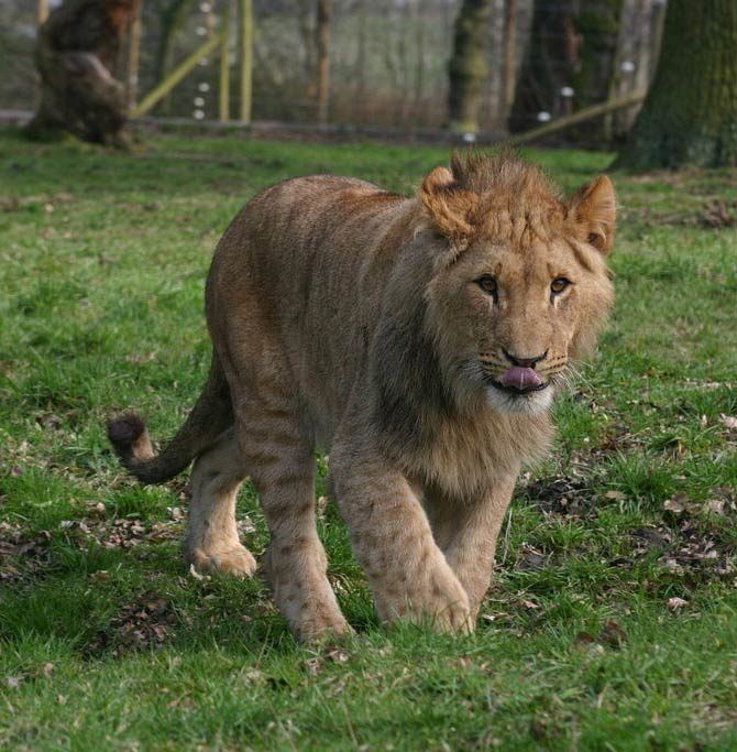 Marozi – mysterious spotted mountain lion | DinoAnimals.com