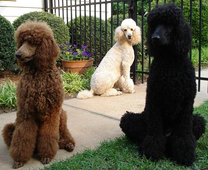 Large shop poodle dog