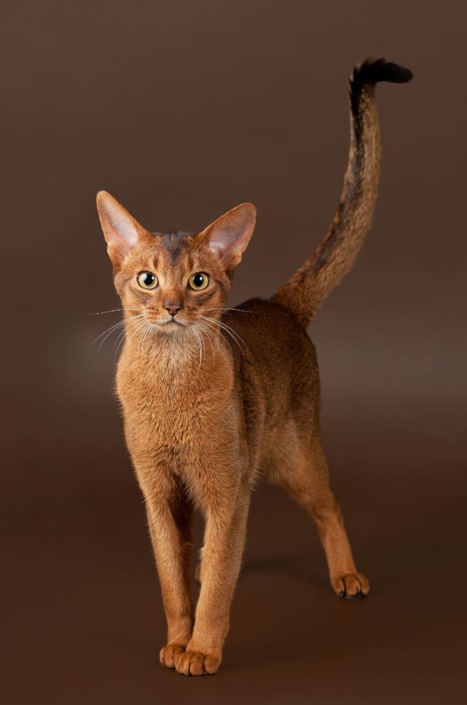 Abyssinian-cat-15.jpg