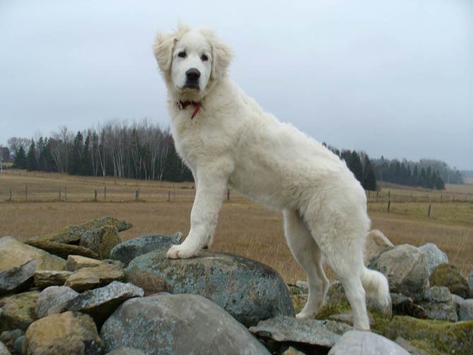 Turkish sheepdog hot sale akbash