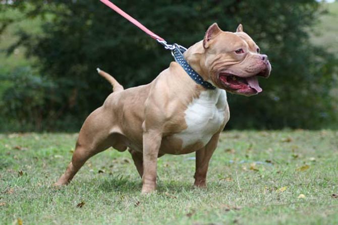 American pitbull hot sale terrier aggressive