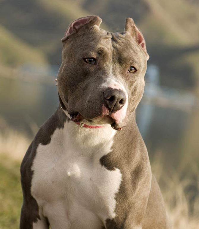 are american pit bull terrier banned in australia